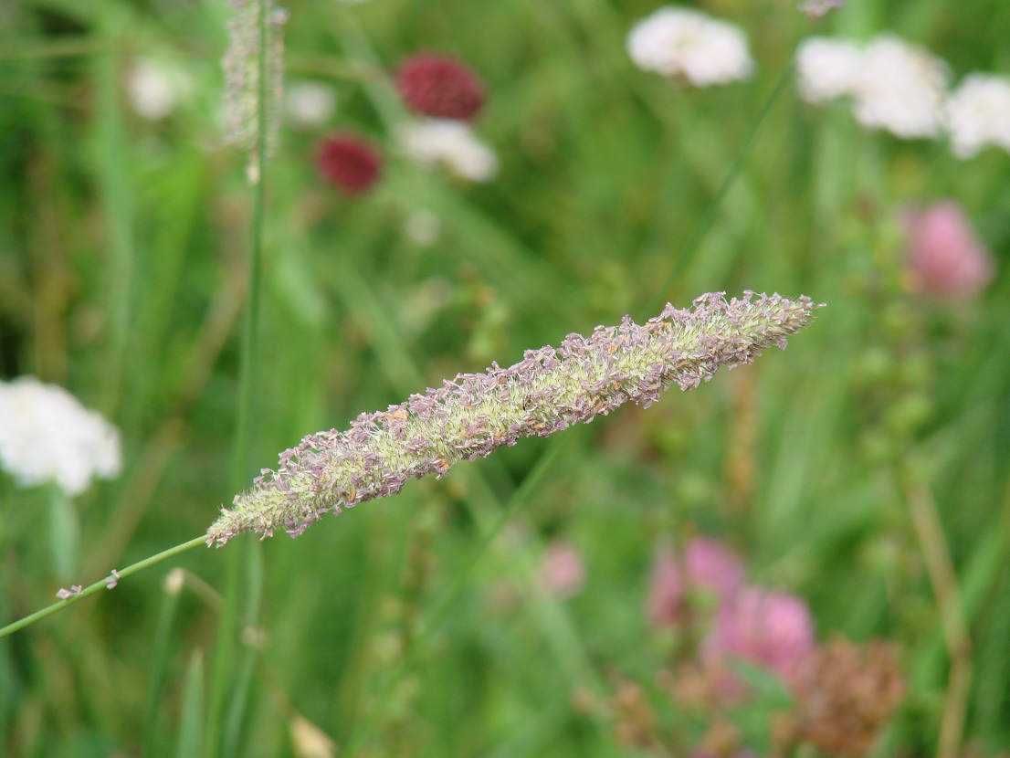 Image of Phleum pratense specimen.