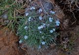 Eritrichium pulviniforme