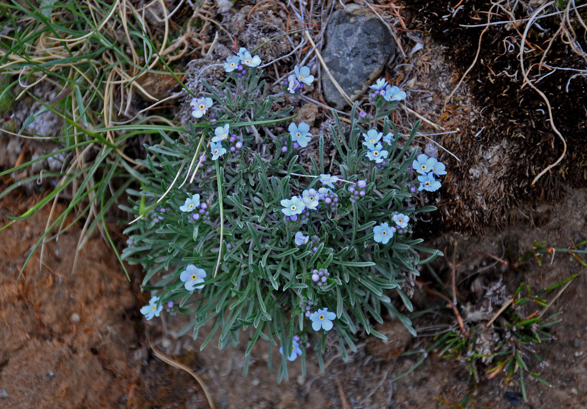 Изображение особи Eritrichium pulviniforme.