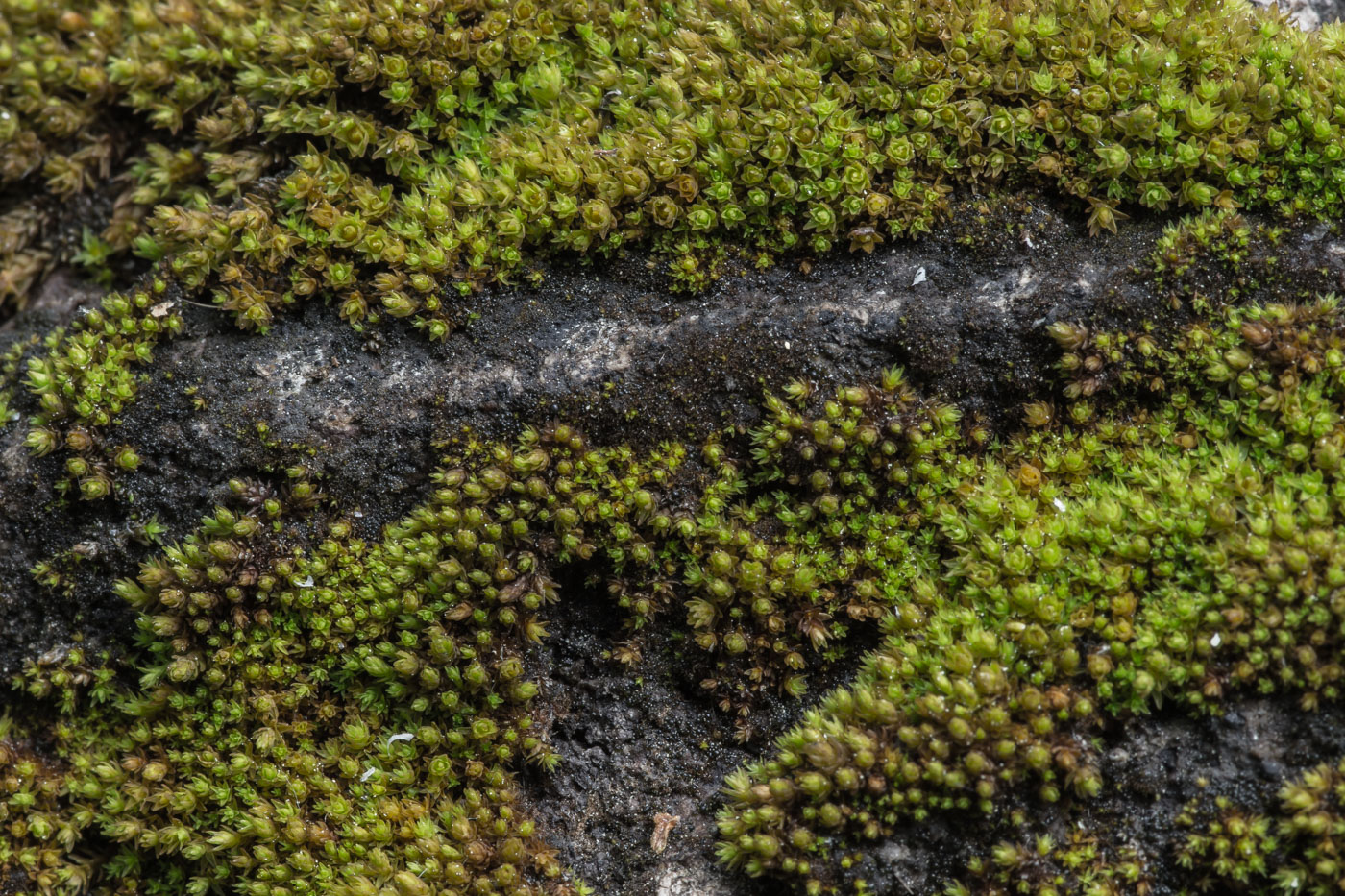 Image of genus Orthotrichum specimen.