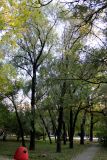 Salix matsudana. Группа взрослых растений (var. matsudana). Китай, Харбин, Хэйлунцзянский лесной ботанический сад, в культуре. 06.10.2019.