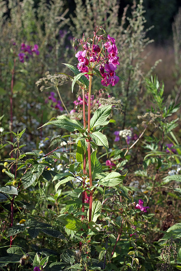 Image of Impatiens glandulifera specimen.