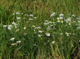 Tripleurospermum inodorum