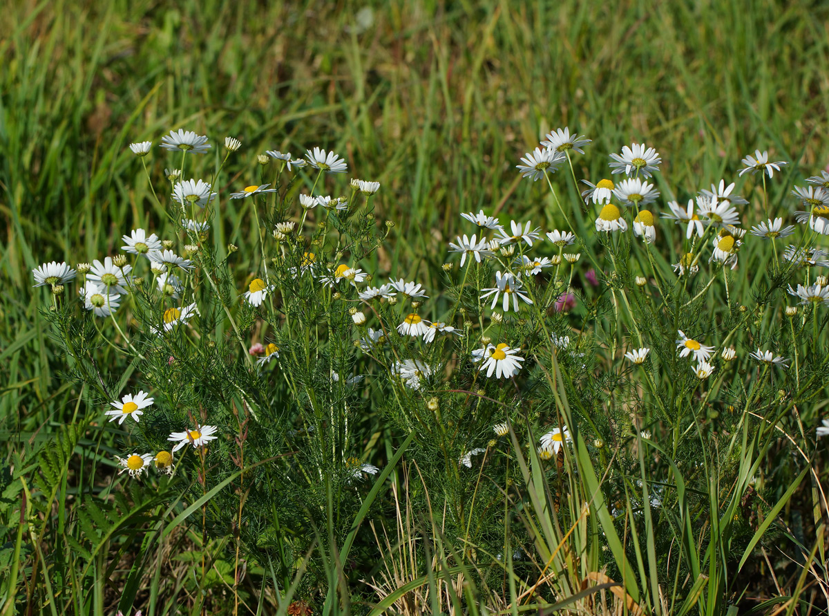 Image of Tripleurospermum inodorum specimen.