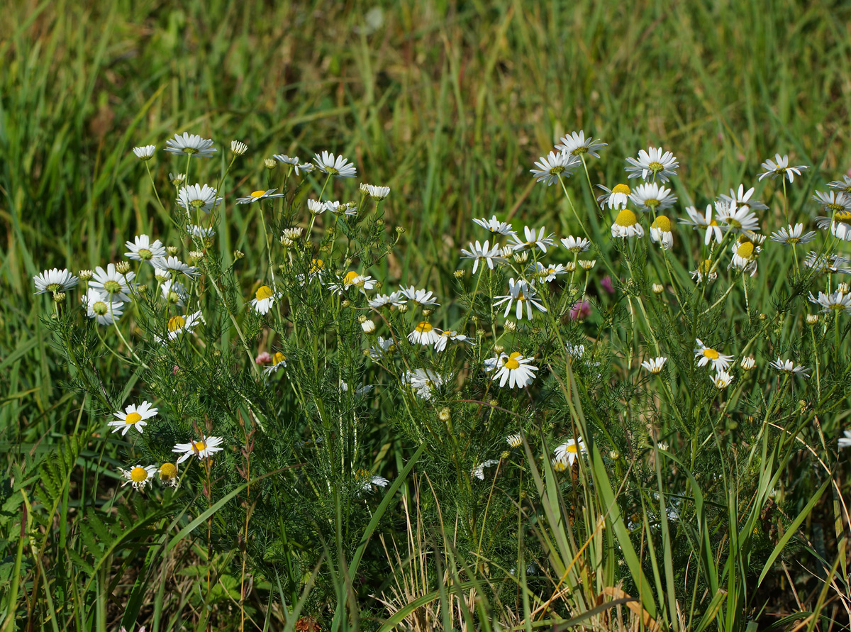 Изображение особи Tripleurospermum inodorum.