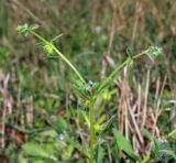 Asperugo procumbens