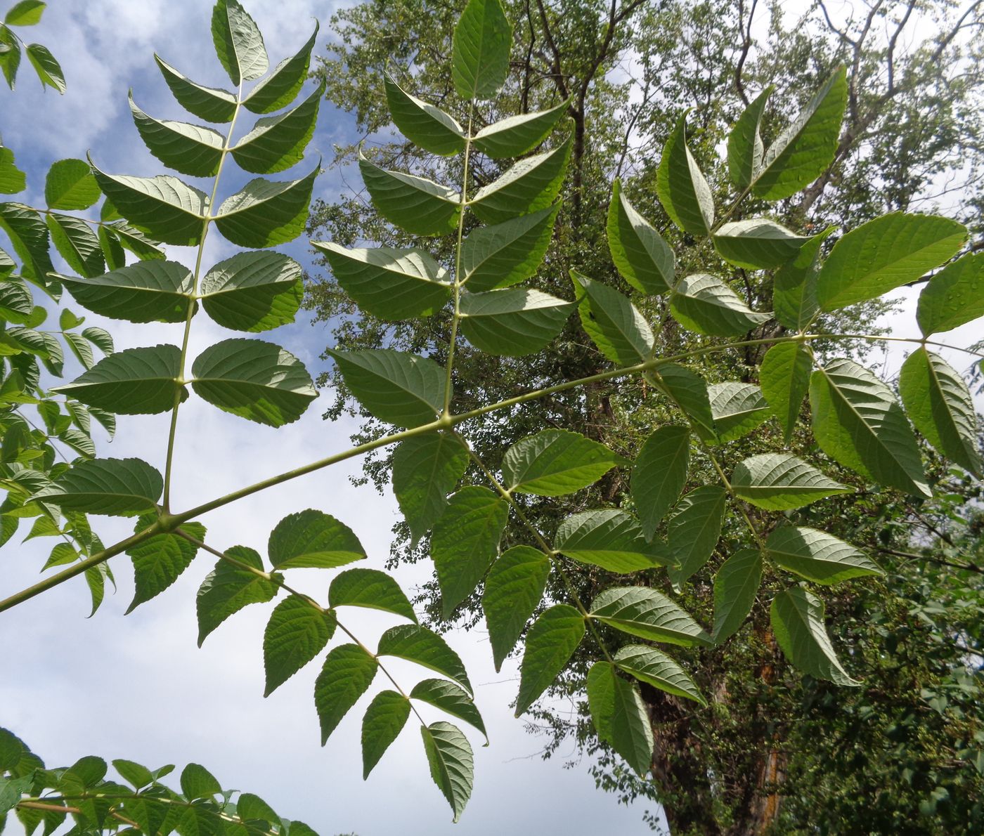 Image of Aralia elata specimen.