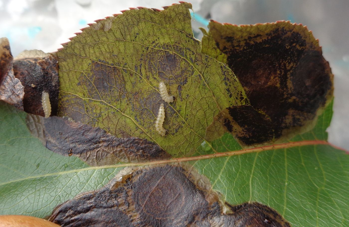Image of Pyrus communis specimen.