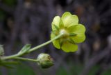 Potentilla caucasica