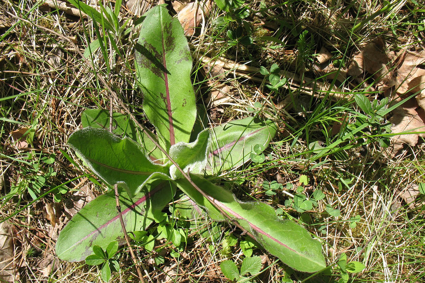 Image of Trommsdorffia maculata specimen.