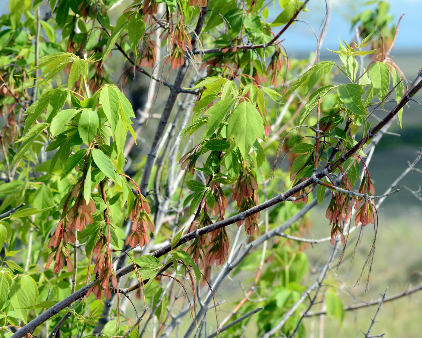 Image of Acer negundo specimen.