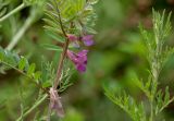 Vicia angustifolia