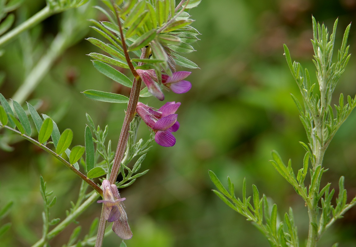 Image of Vicia angustifolia specimen.