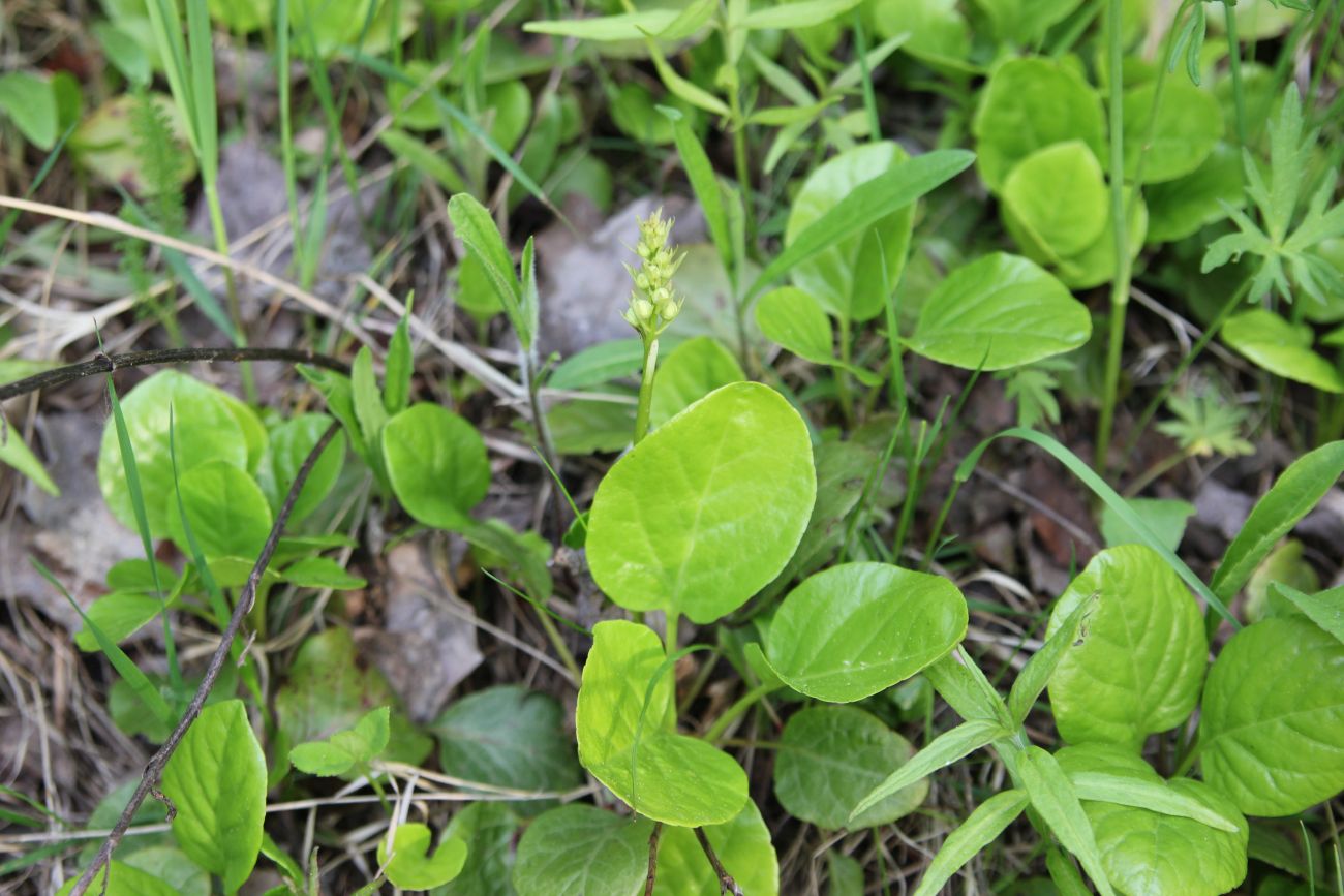 Image of Pyrola minor specimen.