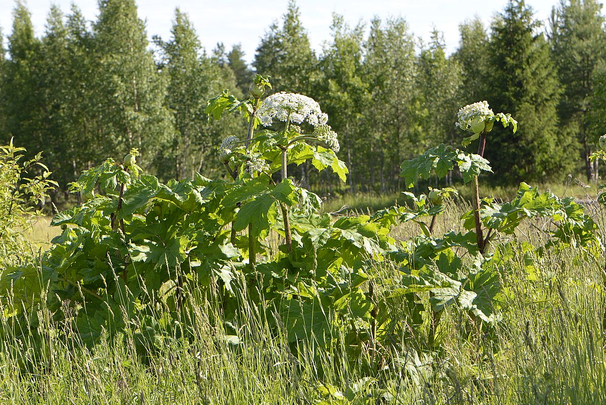 Изображение особи Heracleum sosnowskyi.