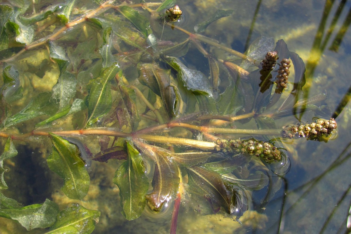 Image of Potamogeton lucens specimen.