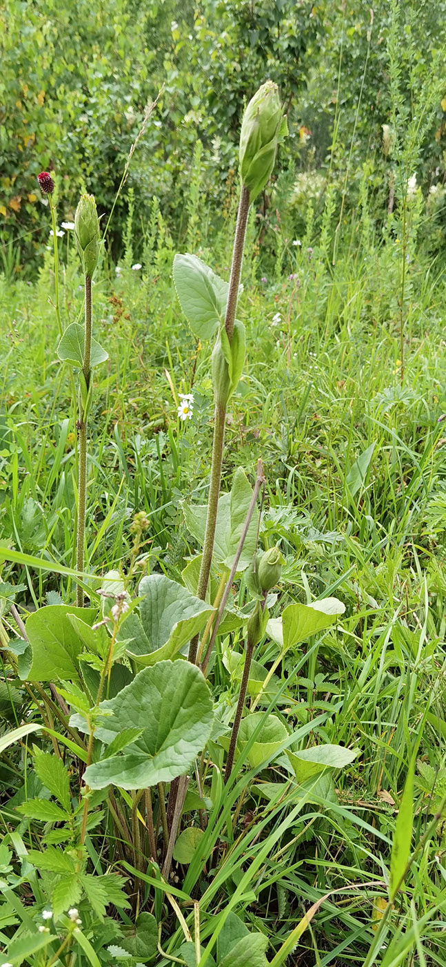 Image of Ligularia sibirica specimen.