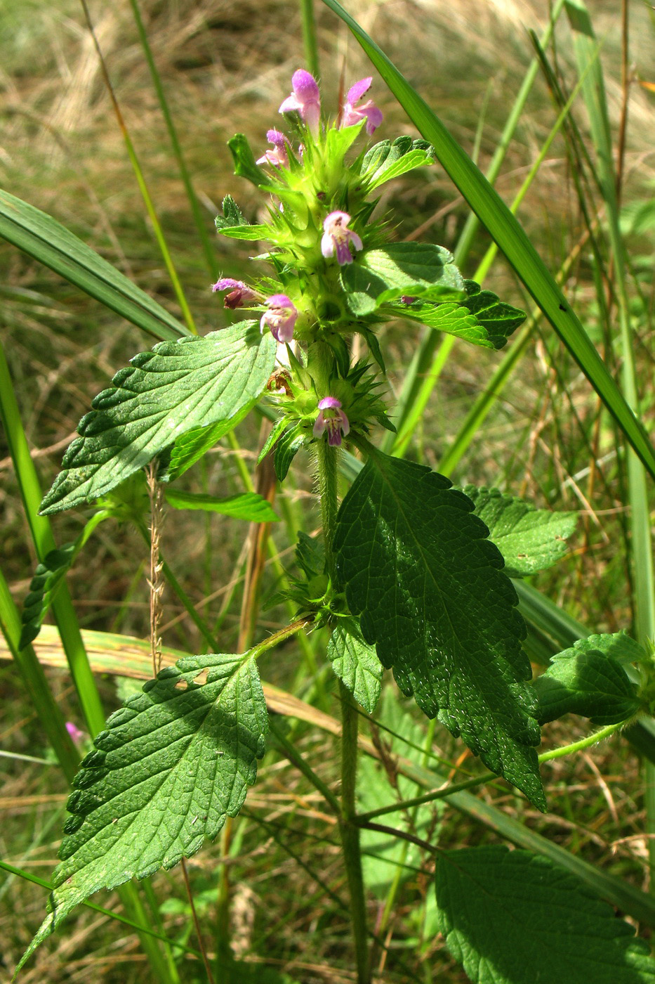 Image of Galeopsis bifida specimen.