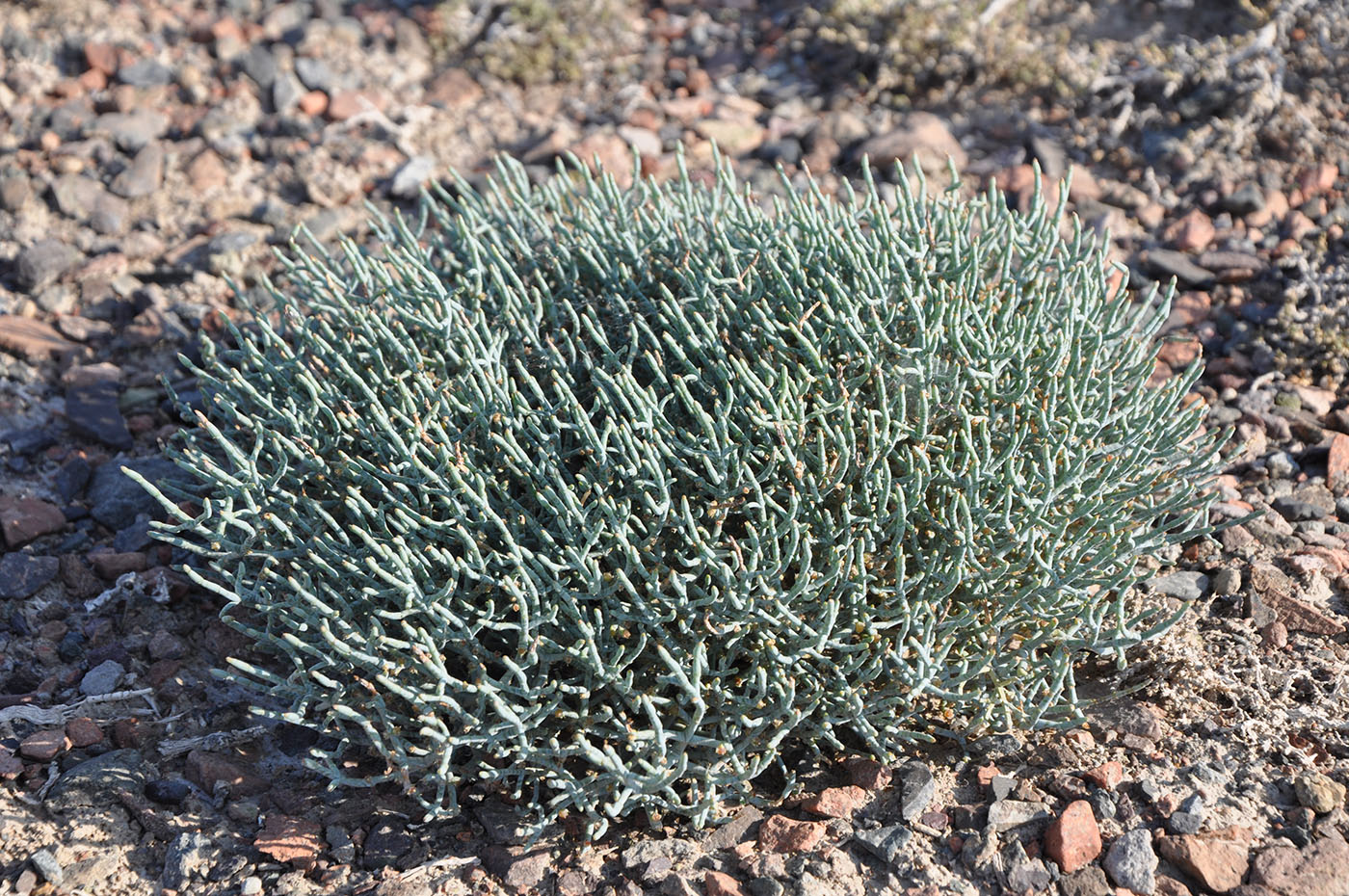 Image of Anabasis eriopoda specimen.