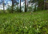 Maianthemum bifolium. Аспект цветущих растений. Тверская обл., Кимрский р-н, окр. дер. Гомоново, луг на опушке соснового леса. 06.06.2020.