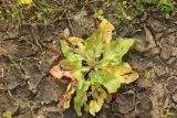 Plantago uliginosa