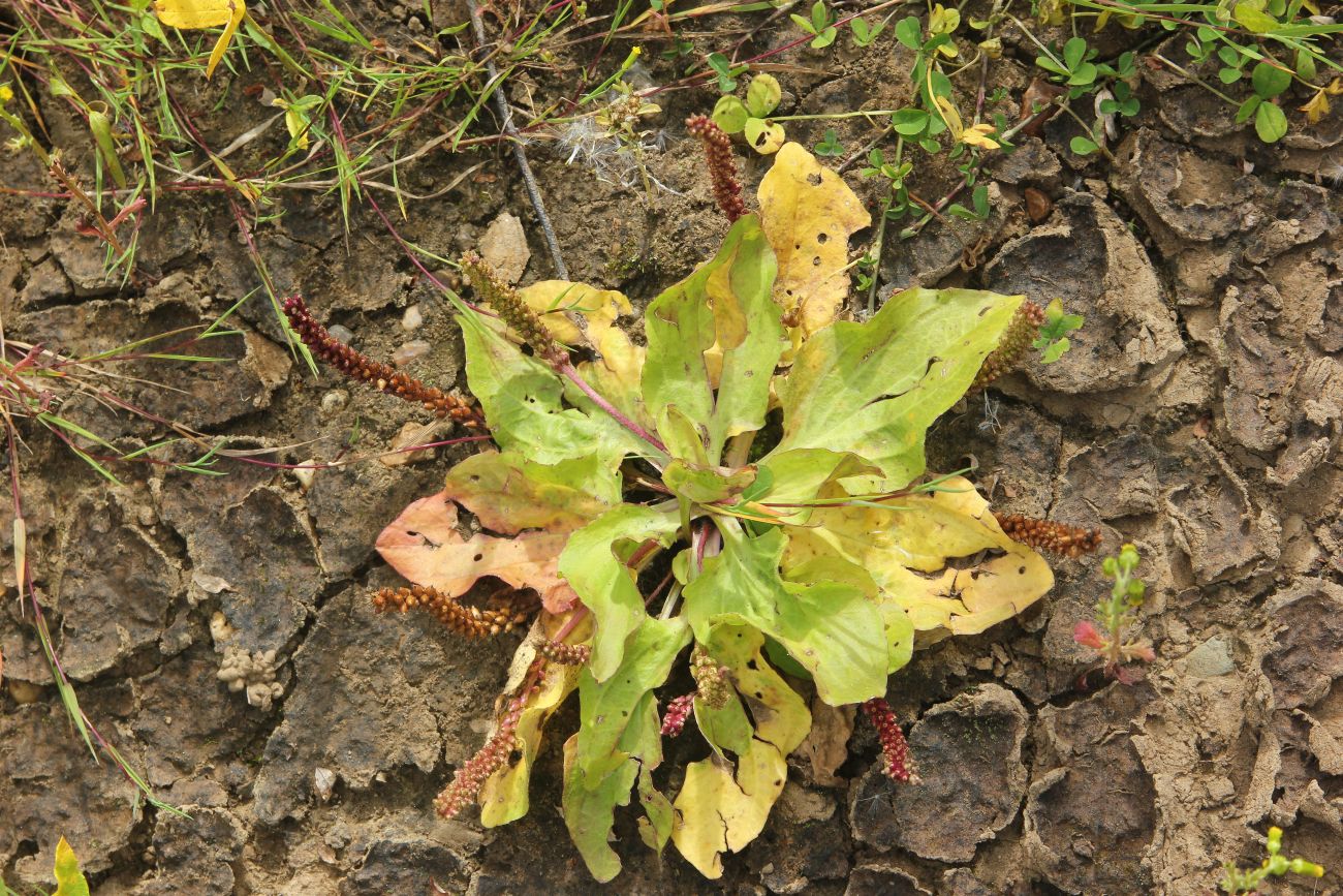 Изображение особи Plantago uliginosa.