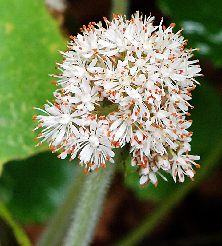 Image of Micranthes manchuriensis specimen.