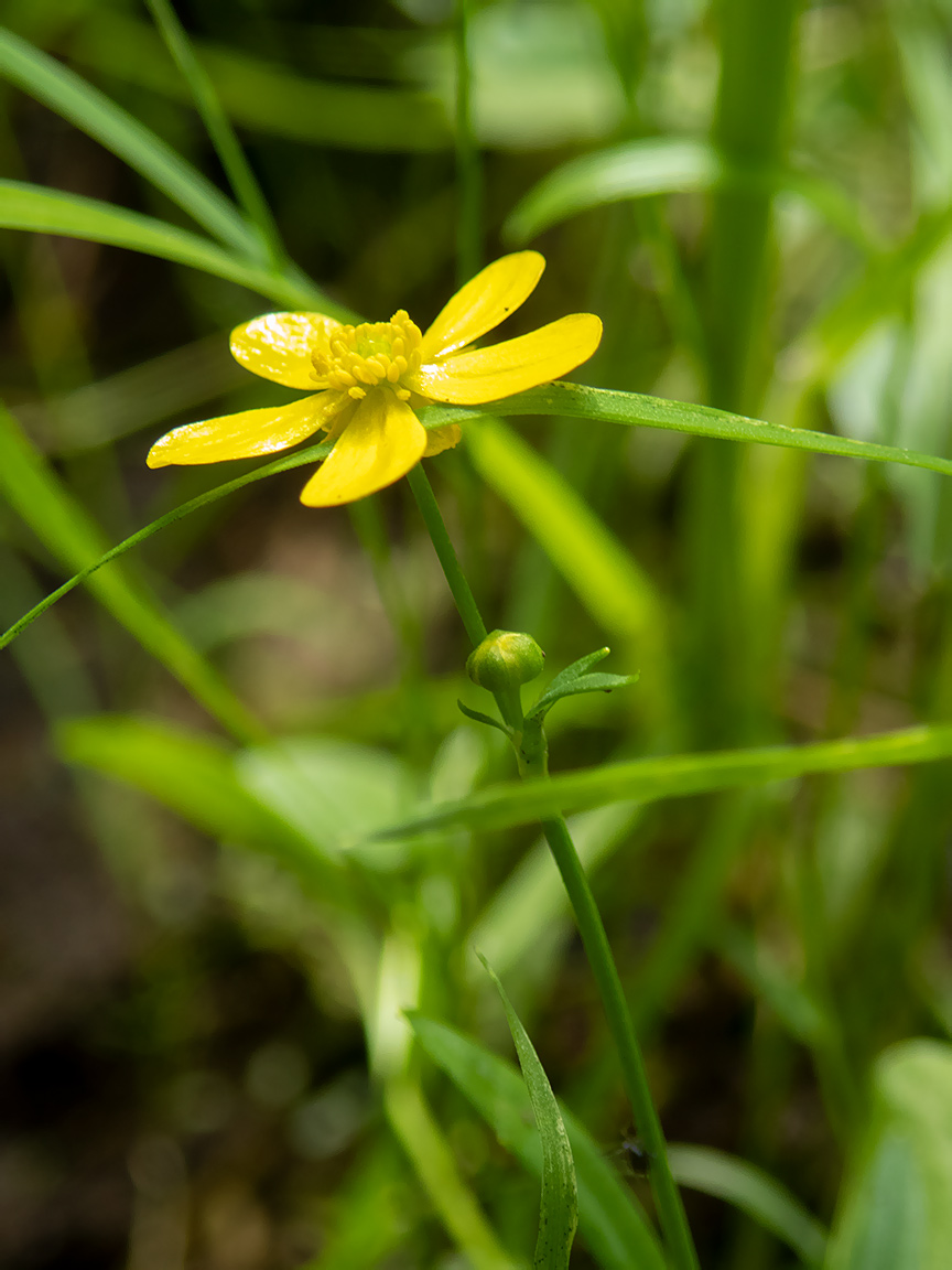 Изображение особи Ranunculus flammula.