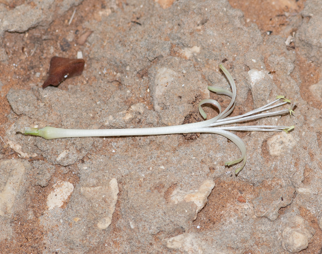 Image of Sansevieria liberica specimen.