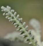 Santolina chamaecyparissus