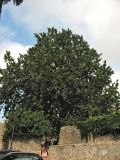 Platanus orientalis