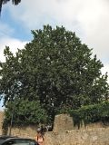 Platanus orientalis. Плодоносящее дерево. Хорватия, Дубровник, старый город, в культуре. 28 августа 2010 г.