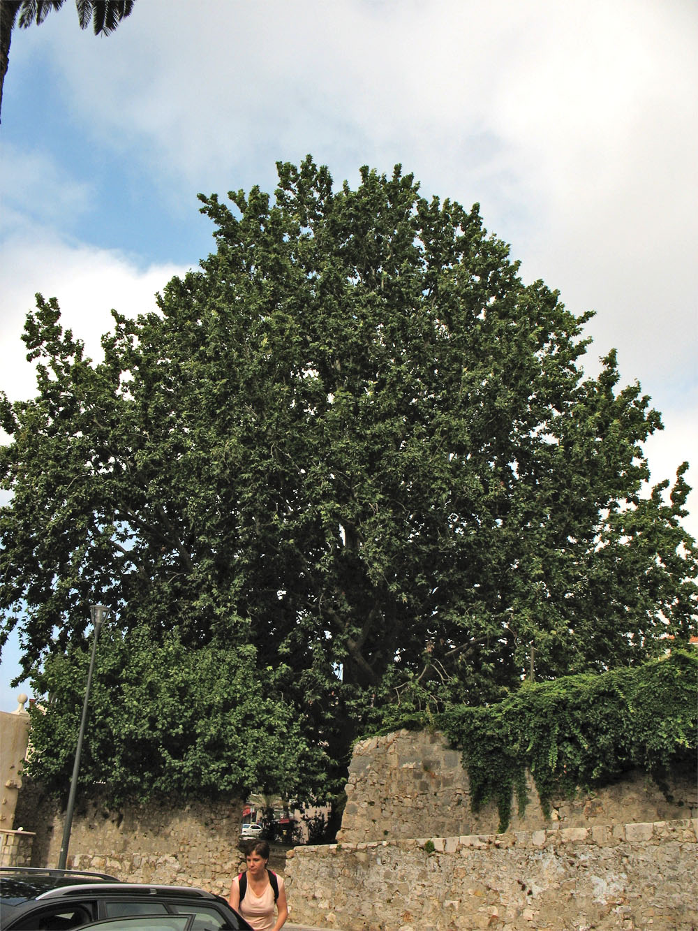 Изображение особи Platanus orientalis.