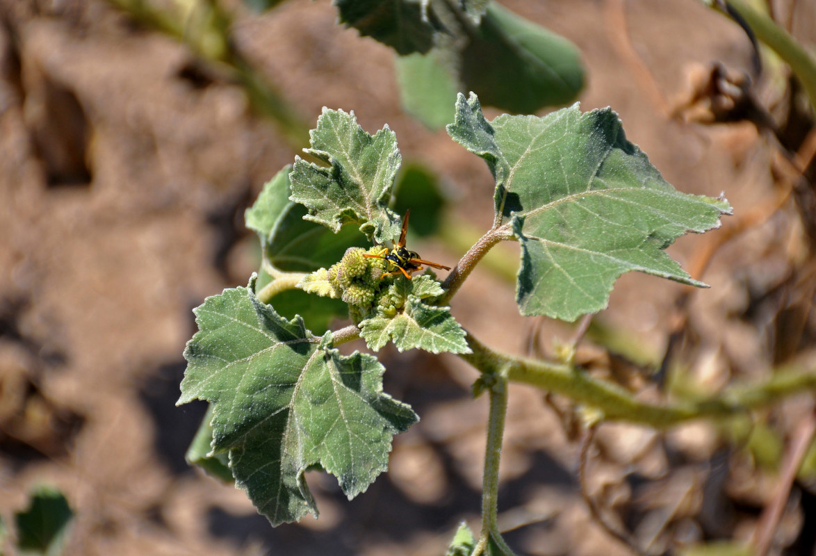 Изображение особи Xanthium orientale.