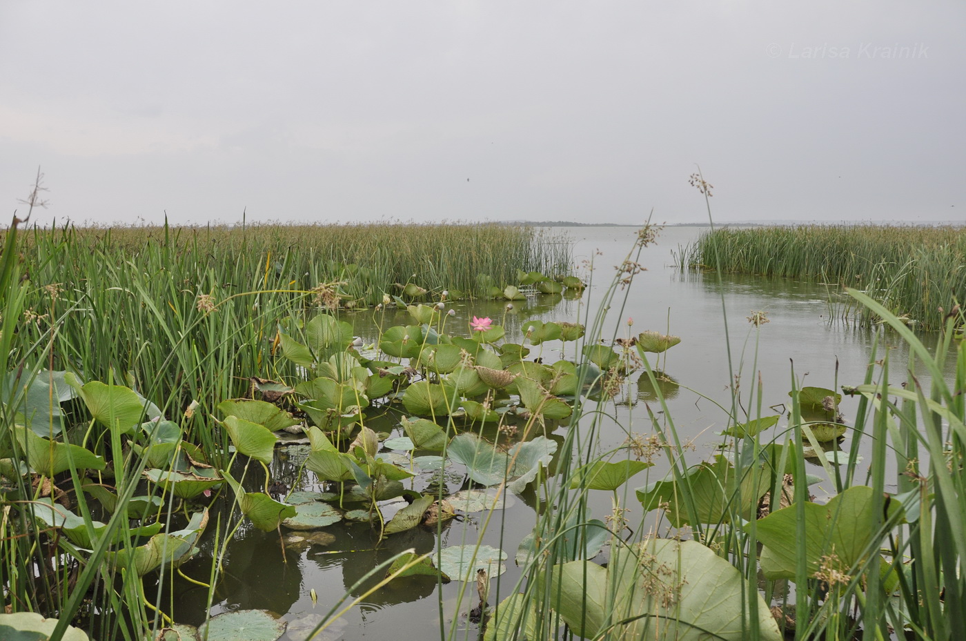 Изображение особи Nelumbo caspica.