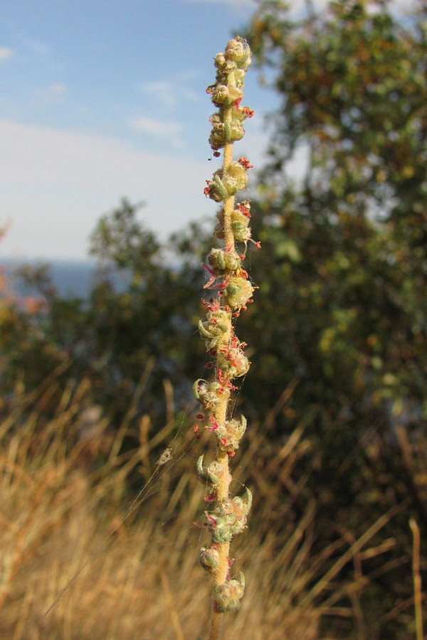 Изображение особи Bassia prostrata.