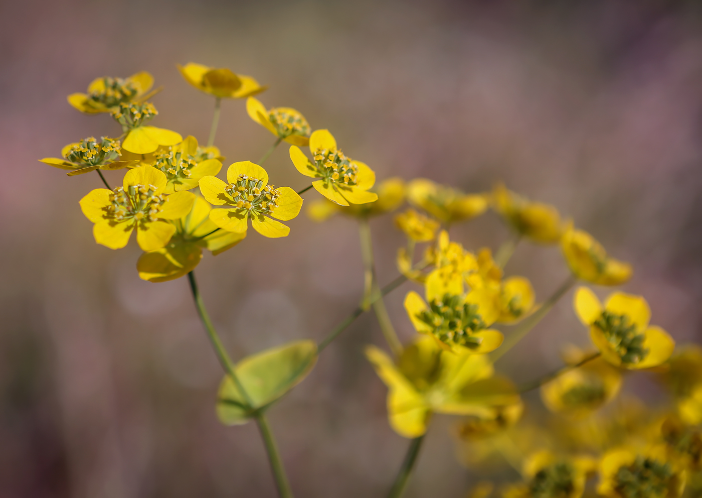 Изображение особи Bupleurum longifolium ssp. aureum.