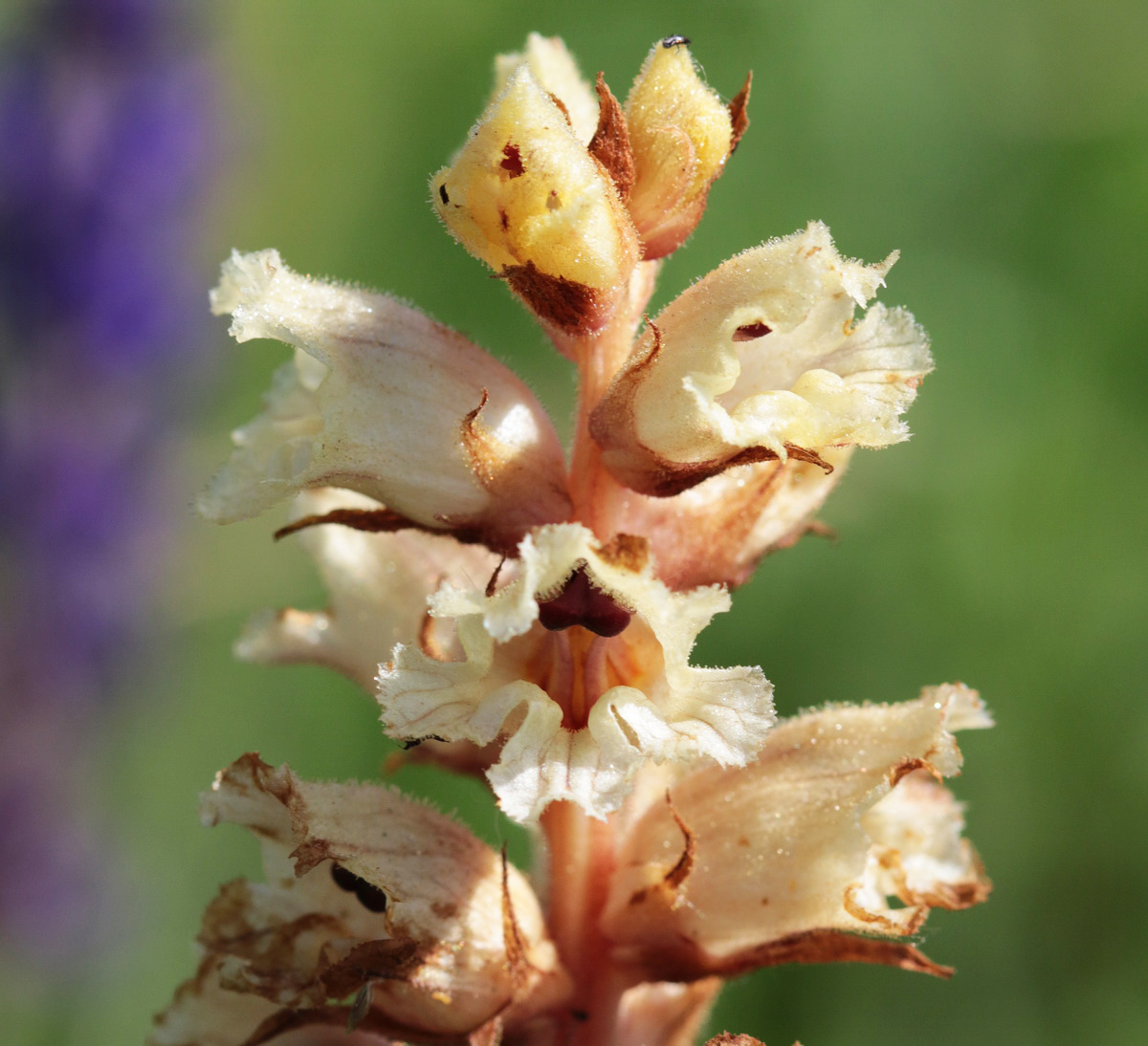 Image of Orobanche alba specimen.