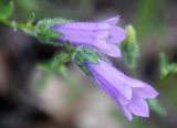 Campanula praealta