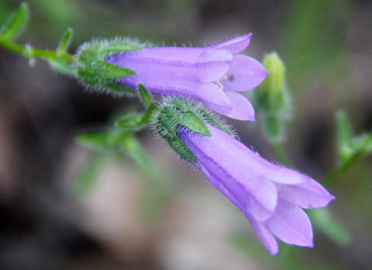 Изображение особи Campanula praealta.