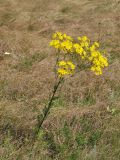 Senecio jacobaea