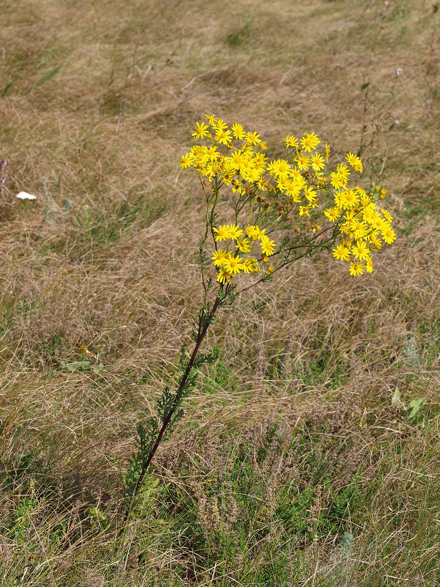 Image of Senecio jacobaea specimen.