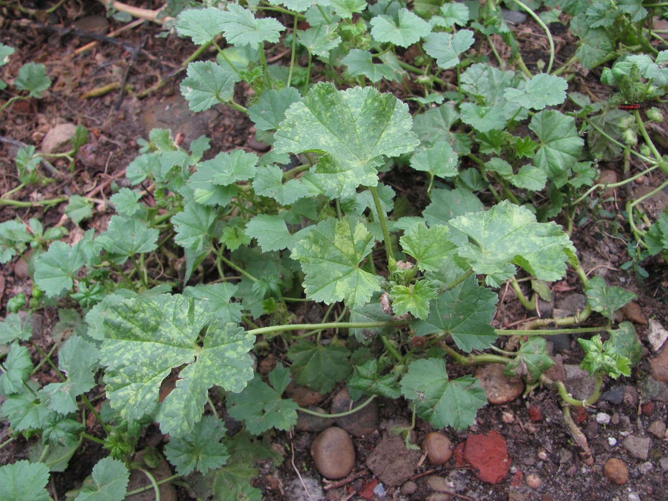 Image of Malva pusilla specimen.