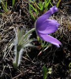 Image of taxon representative. Author is Владимир Саенко