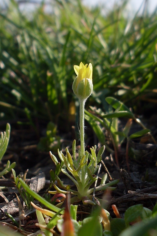 Изображение особи Ceratocephala orthoceras.