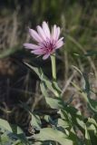 Tragopogon marginifolius