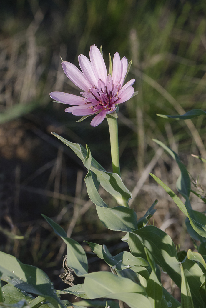 Image of Tragopogon marginifolius specimen.