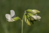 Lathyrus pallescens