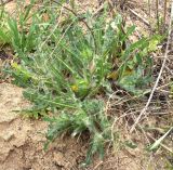 Centaurea benedicta