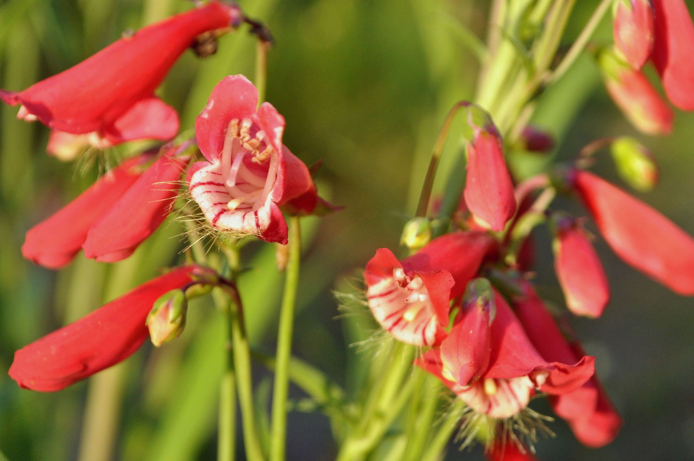 Image of Penstemon barbatus specimen.